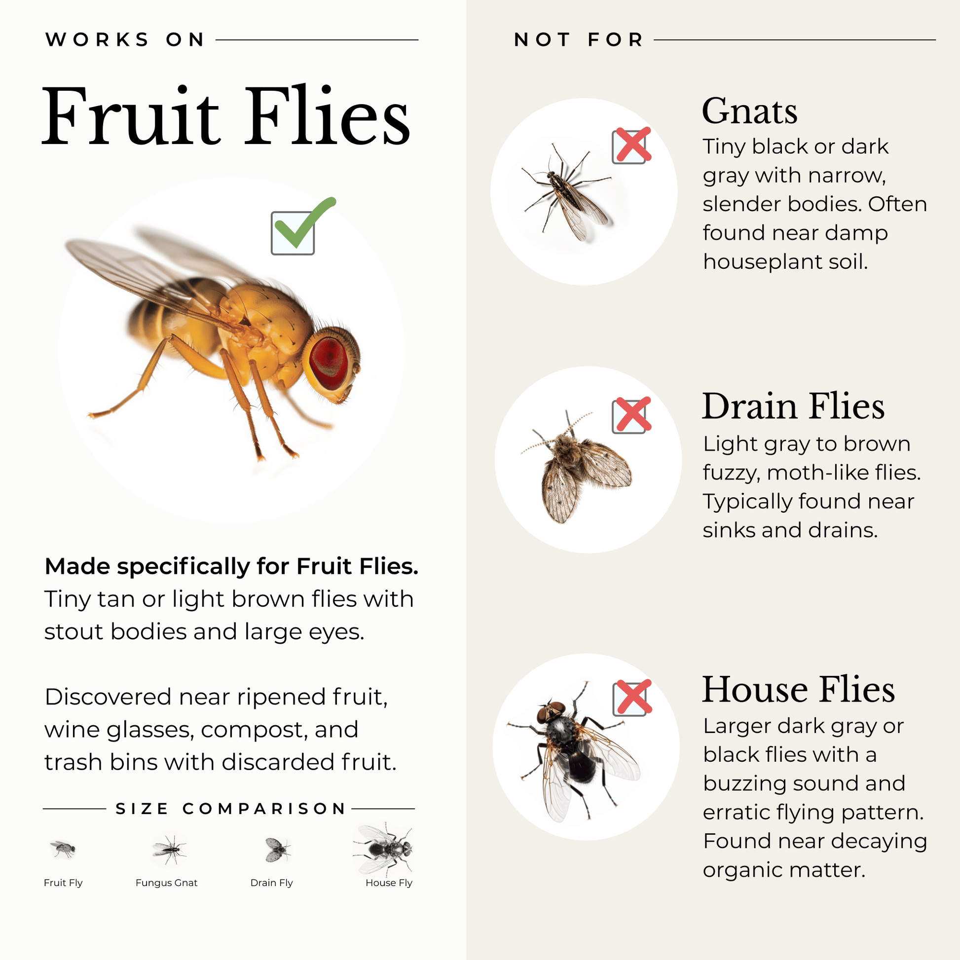 Home & Kitchen Fruit Fly Traps - 2 Pack