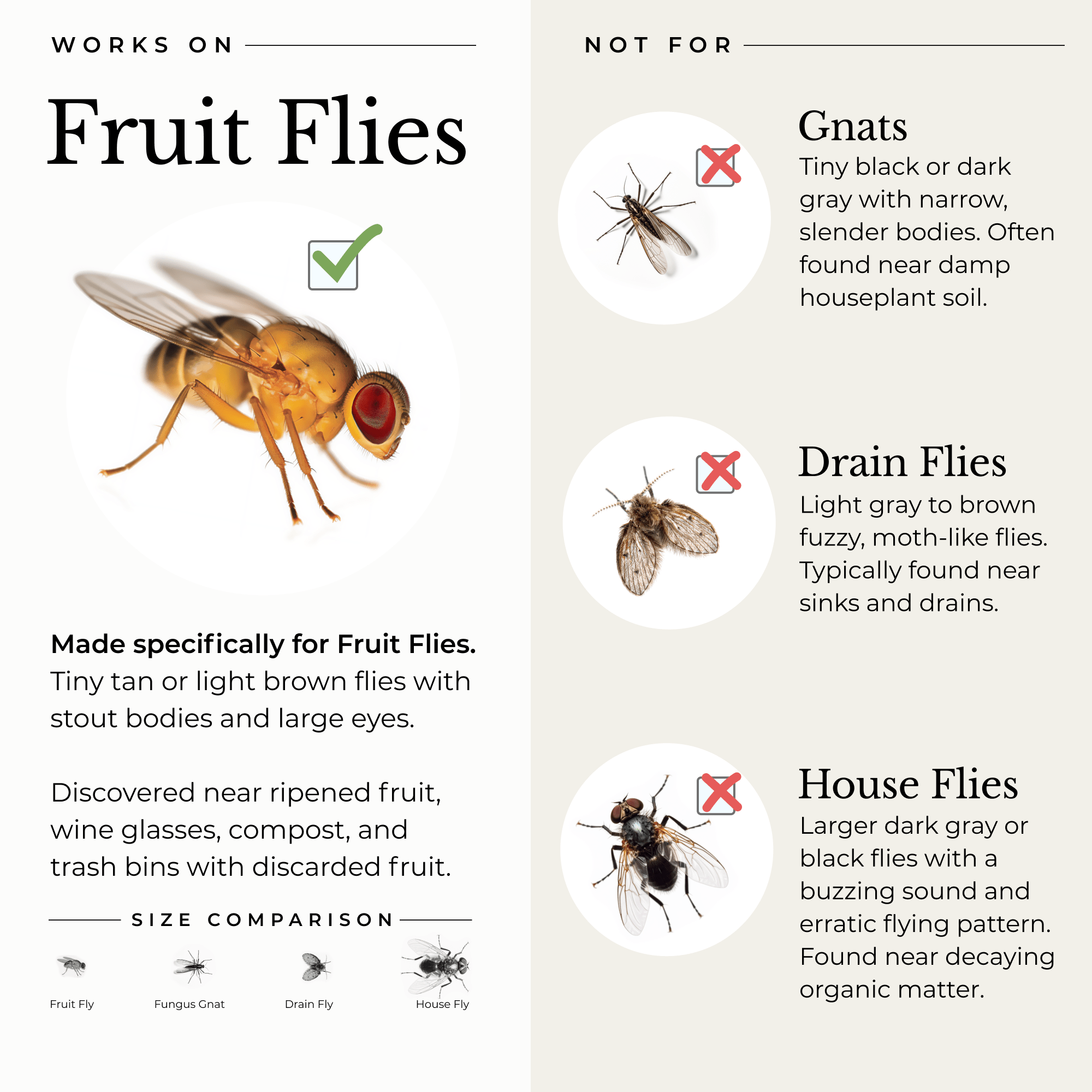 Home & Kitchen Fruit Fly Traps - 2 Pack