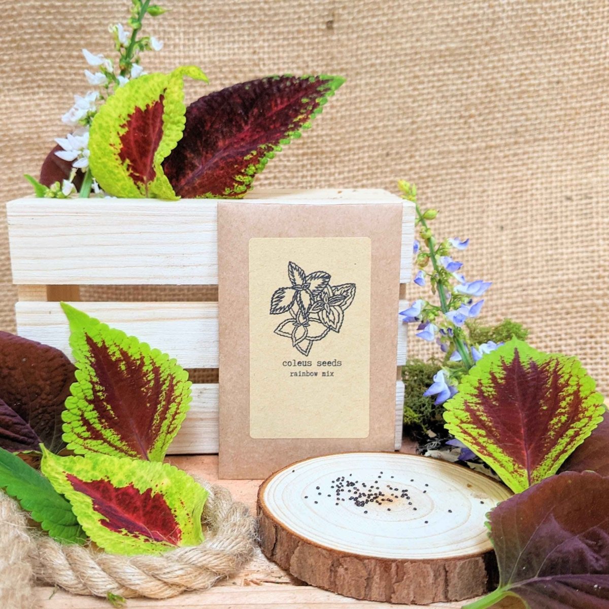 Houseplant "Newbie" Houseplant Seed Collection