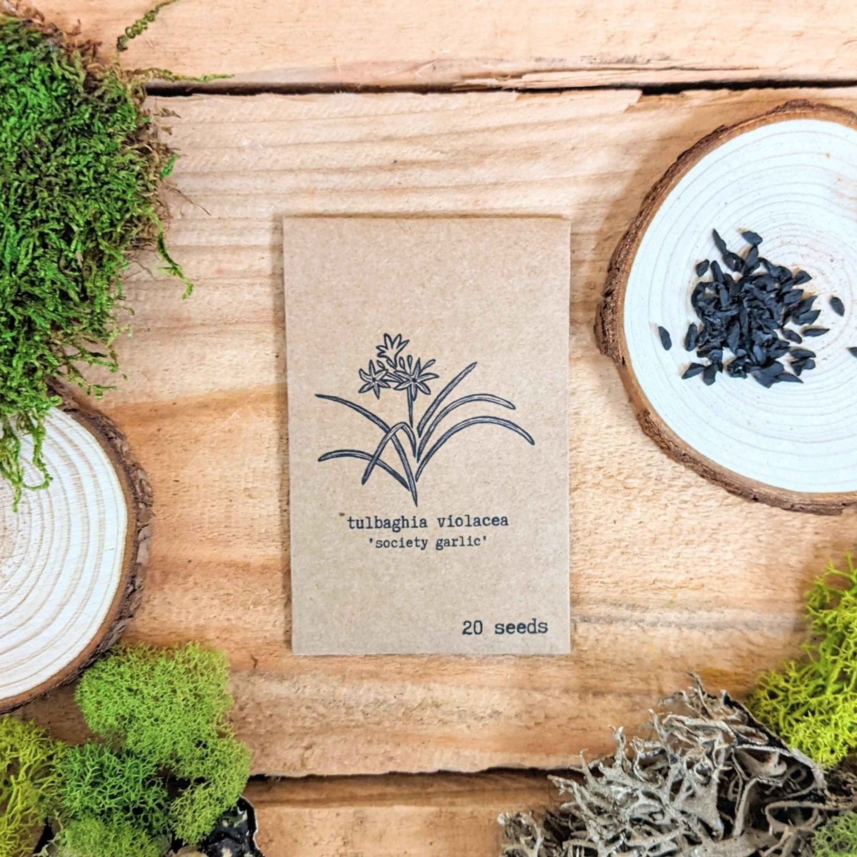Houseplant "Newbie" Houseplant Seed Collection