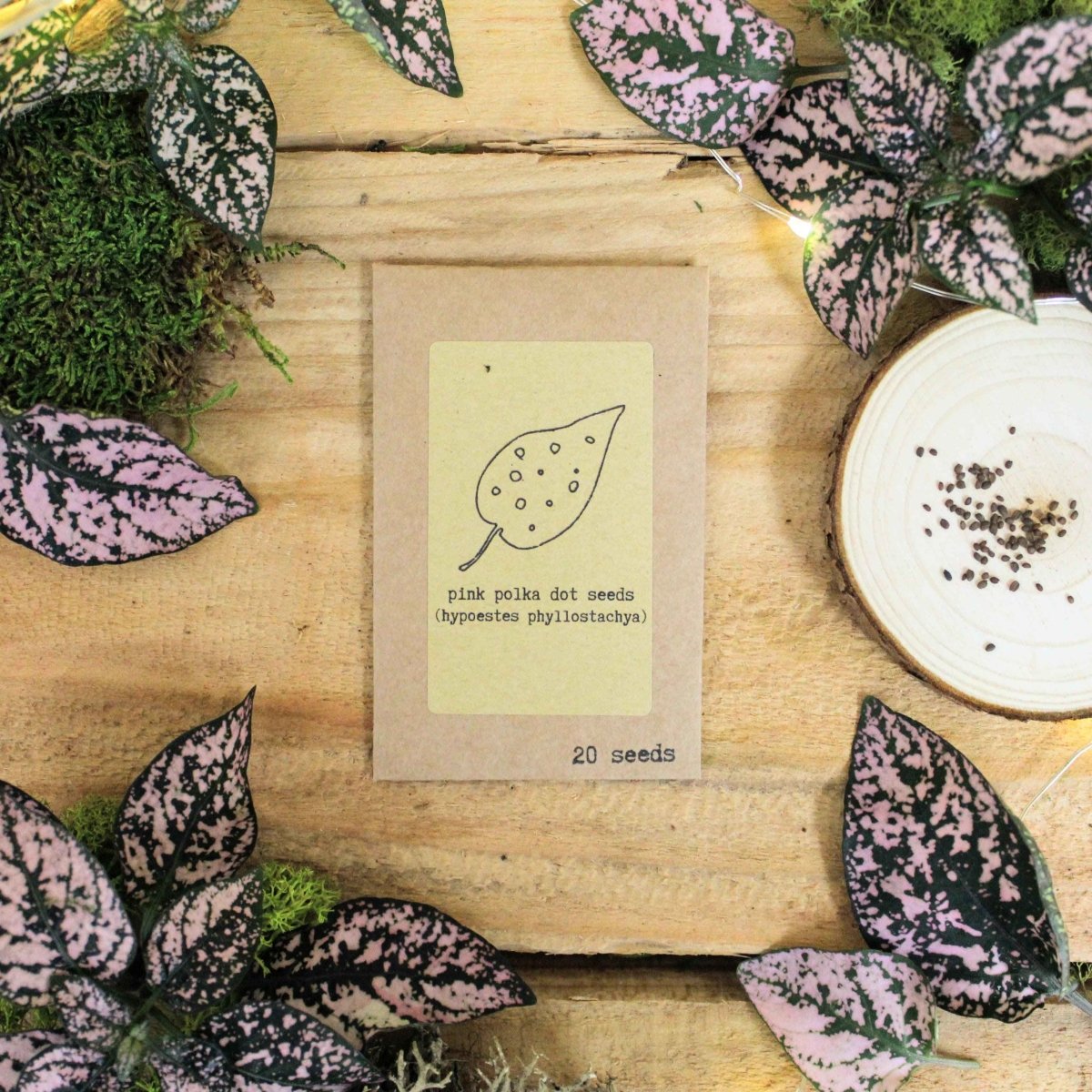 Houseplant "Newbie" Houseplant Seed Collection