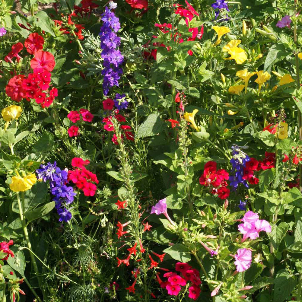 Hummingbird Scatter Garden