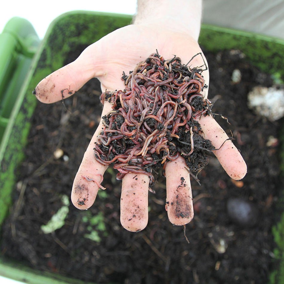Hungry Bin - Continuous Flow Worm Composter