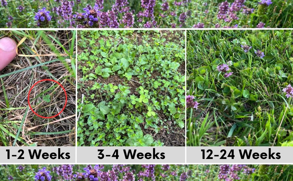 Micro Bee Lawn Blend - Micro Clover, Self-Heal, & Creeping Thyme Seed Kit 250 sq ft