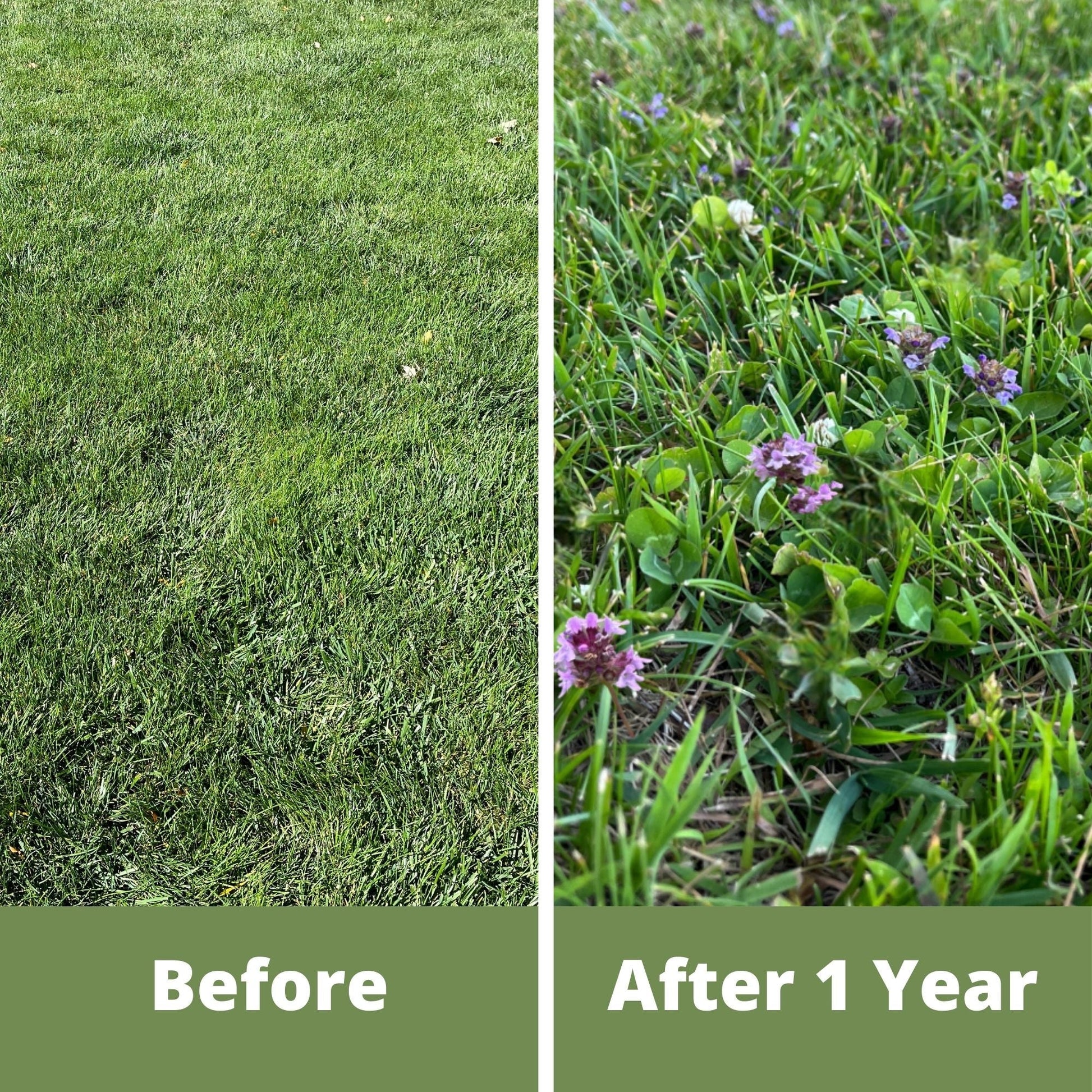 Micro Bee Lawn Blend - Micro Clover, Self-Heal, & Creeping Thyme Seed Kit 250 sq ft