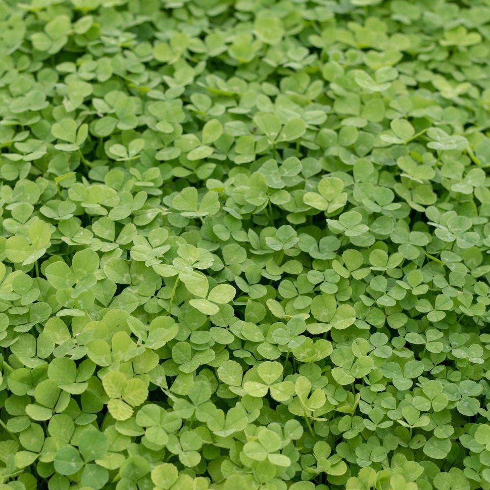 Microclover Seed 1 lb option3
