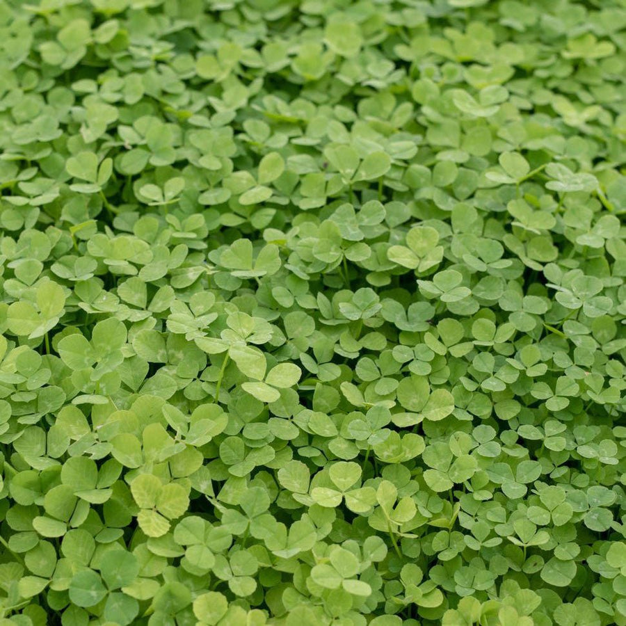 Microclover Seed 1 lb