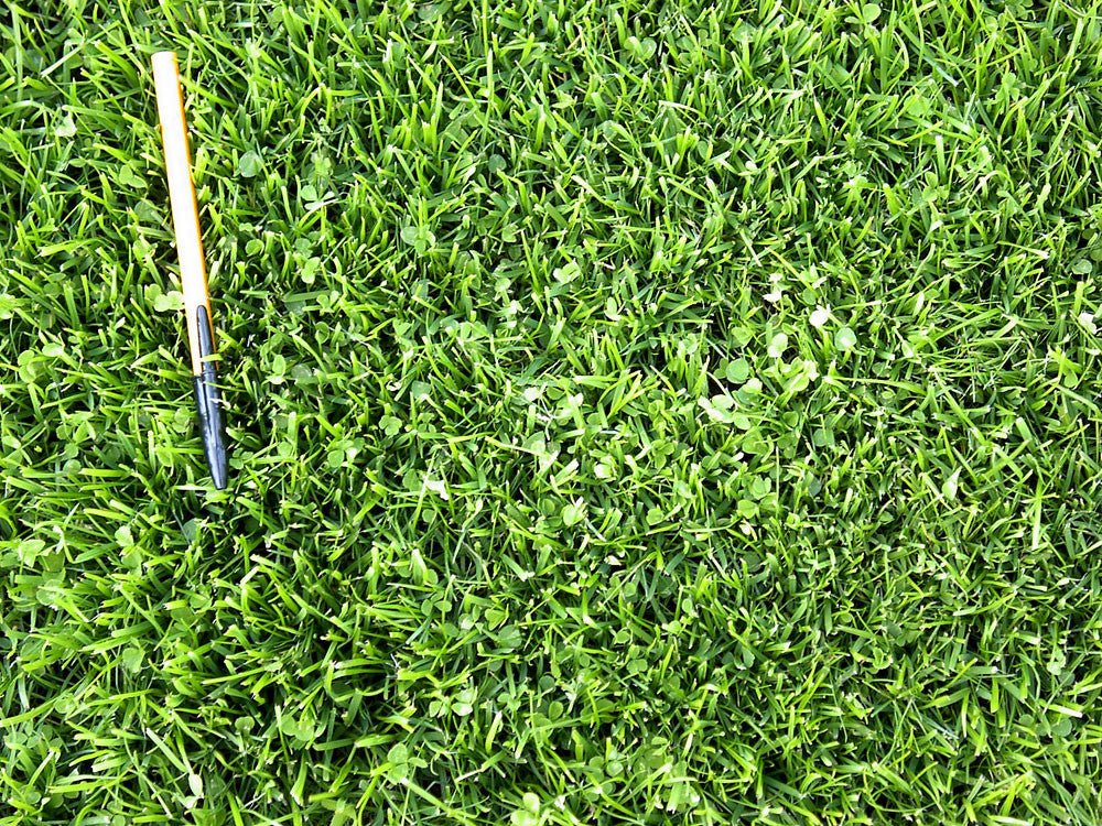 Microclover Seed 1 lb