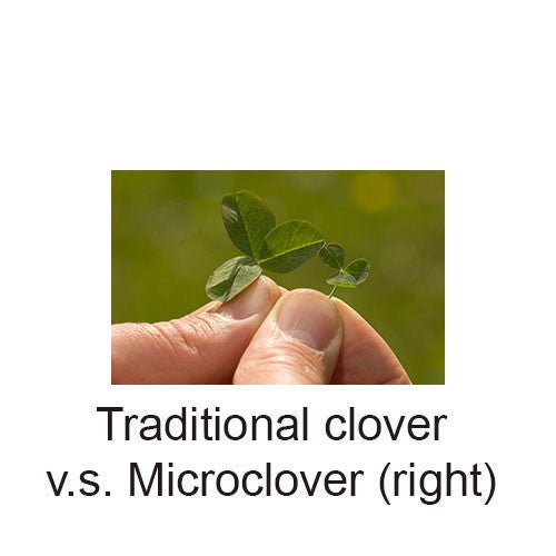 MicroLawn Grass Seed & Microclover Blend - 5 lbs