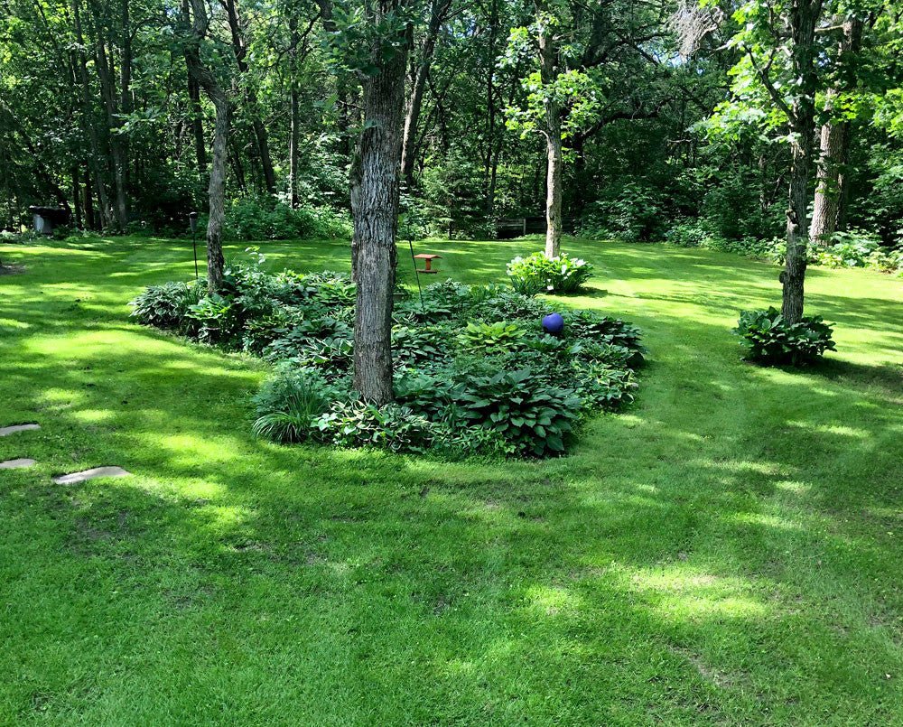 MicroLawn Grass Seed & Microclover Blend - 5 lbs option3