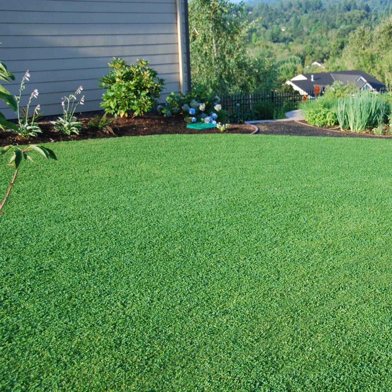 MicroLawn Low & Slow Grass Seed - 5 lbs