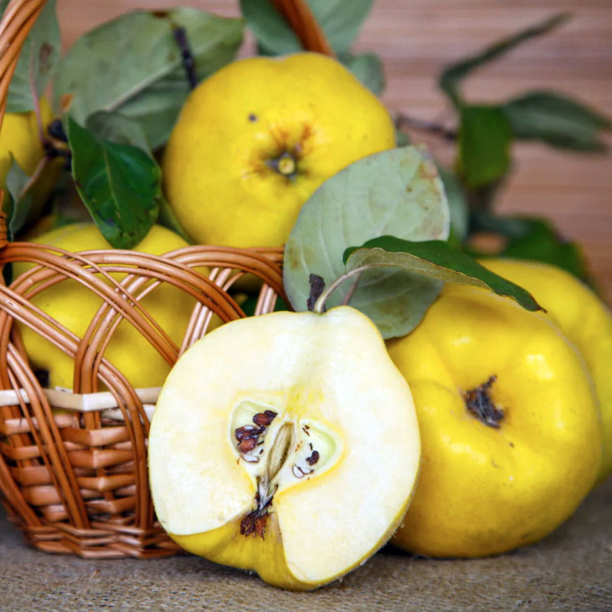 Bower & Branch Semi Dwarf Champion Quince Tree