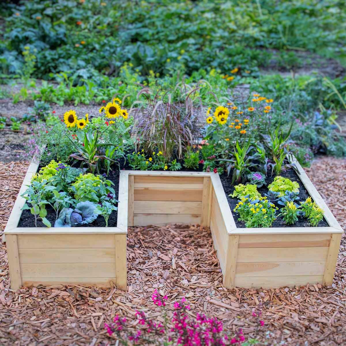 Natural Cedar 12' U-Shaped Raised Garden Beds 8' 11"