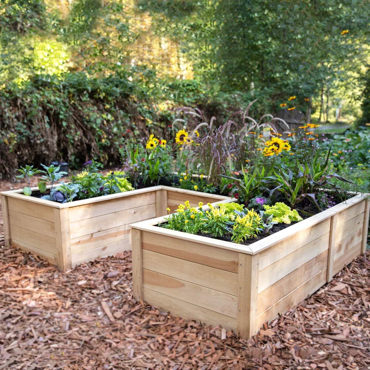Natural Cedar 12' U-Shaped Raised Garden Beds 8' 11"