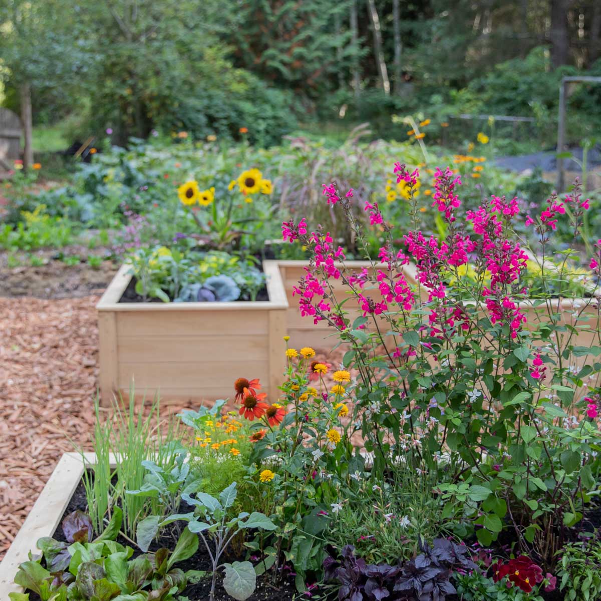 Natural Cedar 12' U-Shaped Raised Garden Beds 8' 11"