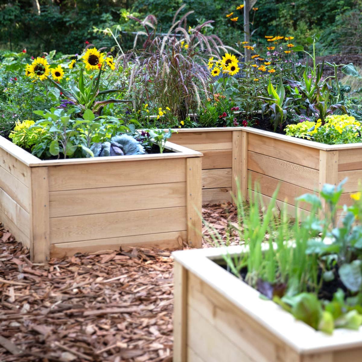 Natural Cedar 12' U-Shaped Raised Garden Beds 8' 11"