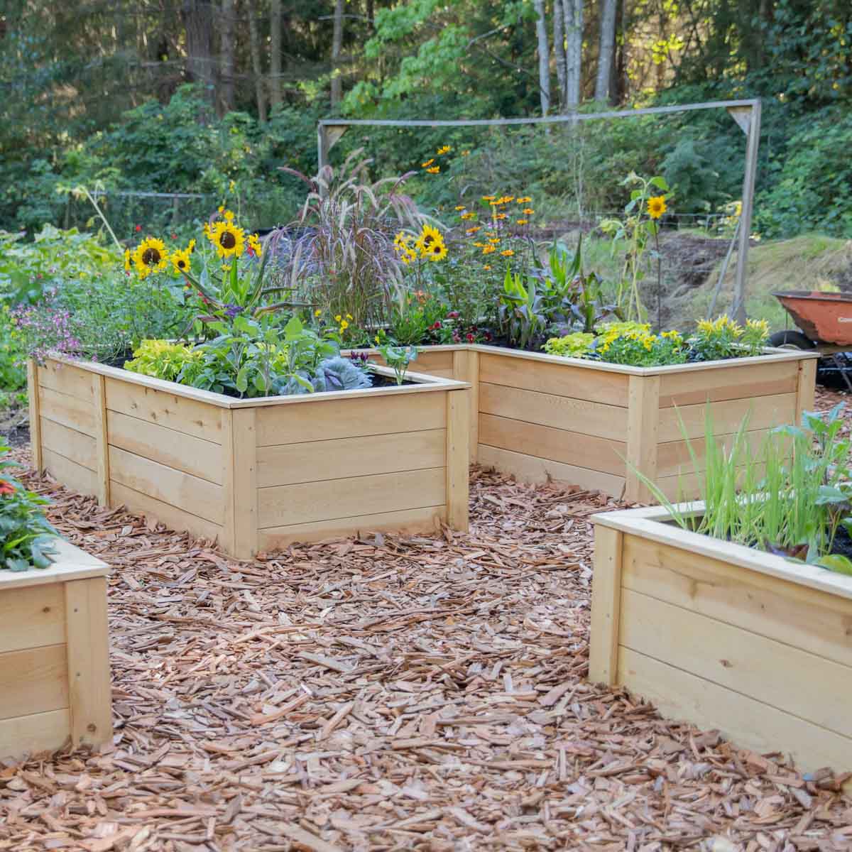 Natural Cedar 12' U-Shaped Raised Garden Beds 8' 11"