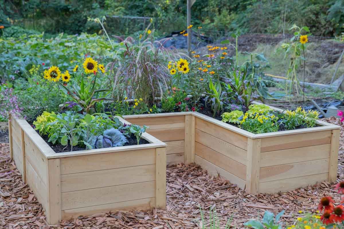 Natural Cedar 7.5' U-Shaped Raised Garden Beds 5' 11"