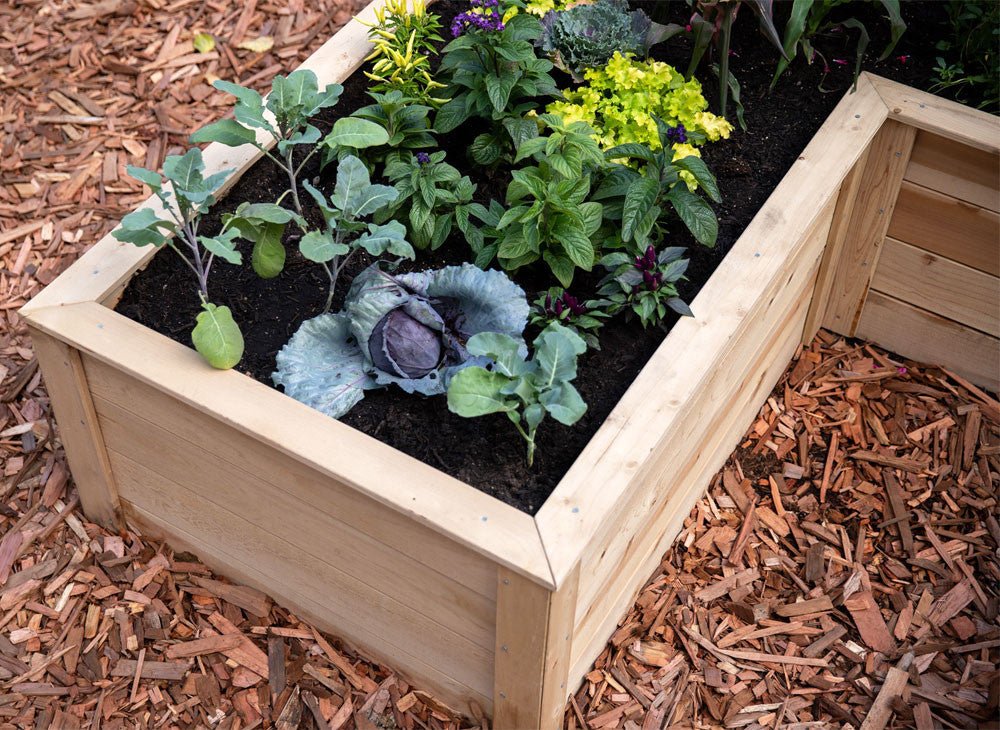 Natural Cedar 9' U-Shaped Raised Garden Beds 6' 11"