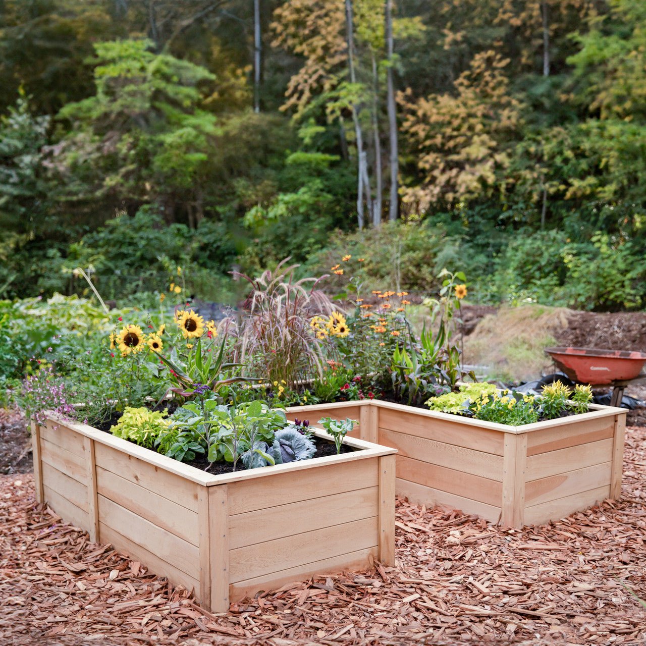 Natural Cedar 9' U-Shaped Raised Garden Beds 6' 11"
