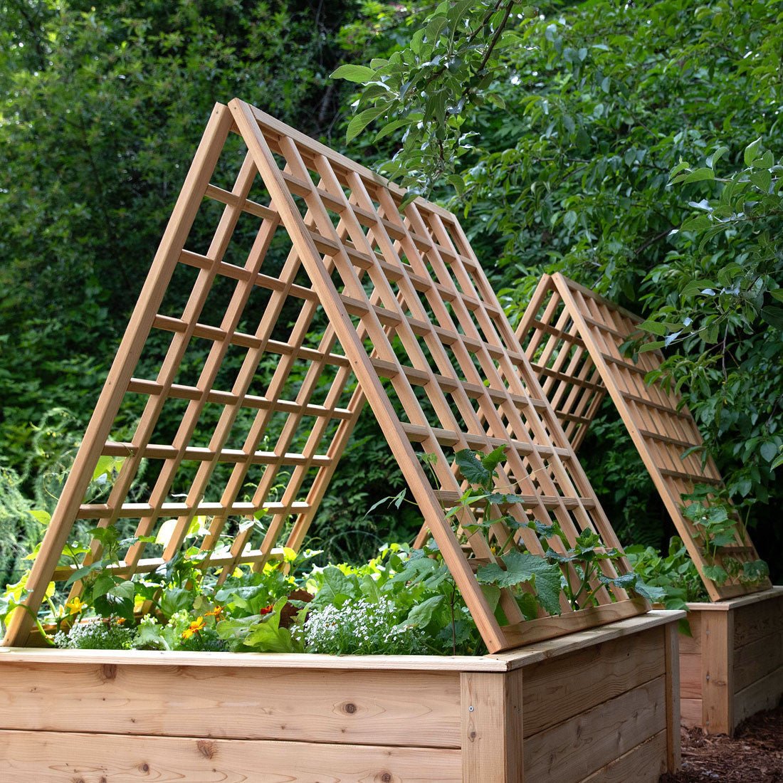 Natural Cedar A-Frame Trellises Small (30" x 42")