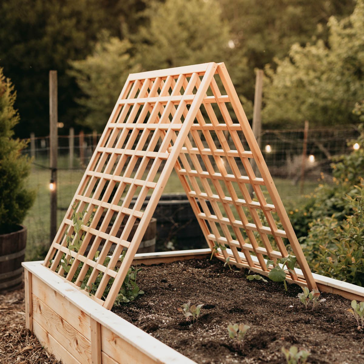 Natural Cedar A-Frame Trellises Small (30" x 42")
