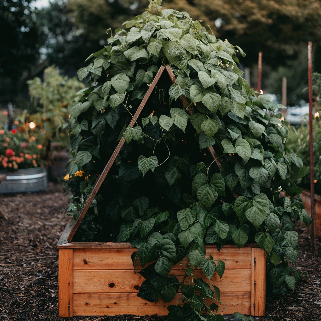 Natural Cedar A-Frame Trellises Small (30" x 42")