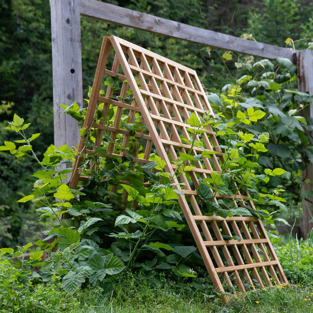 Natural Cedar A-Frame Trellises Small (30" x 42")