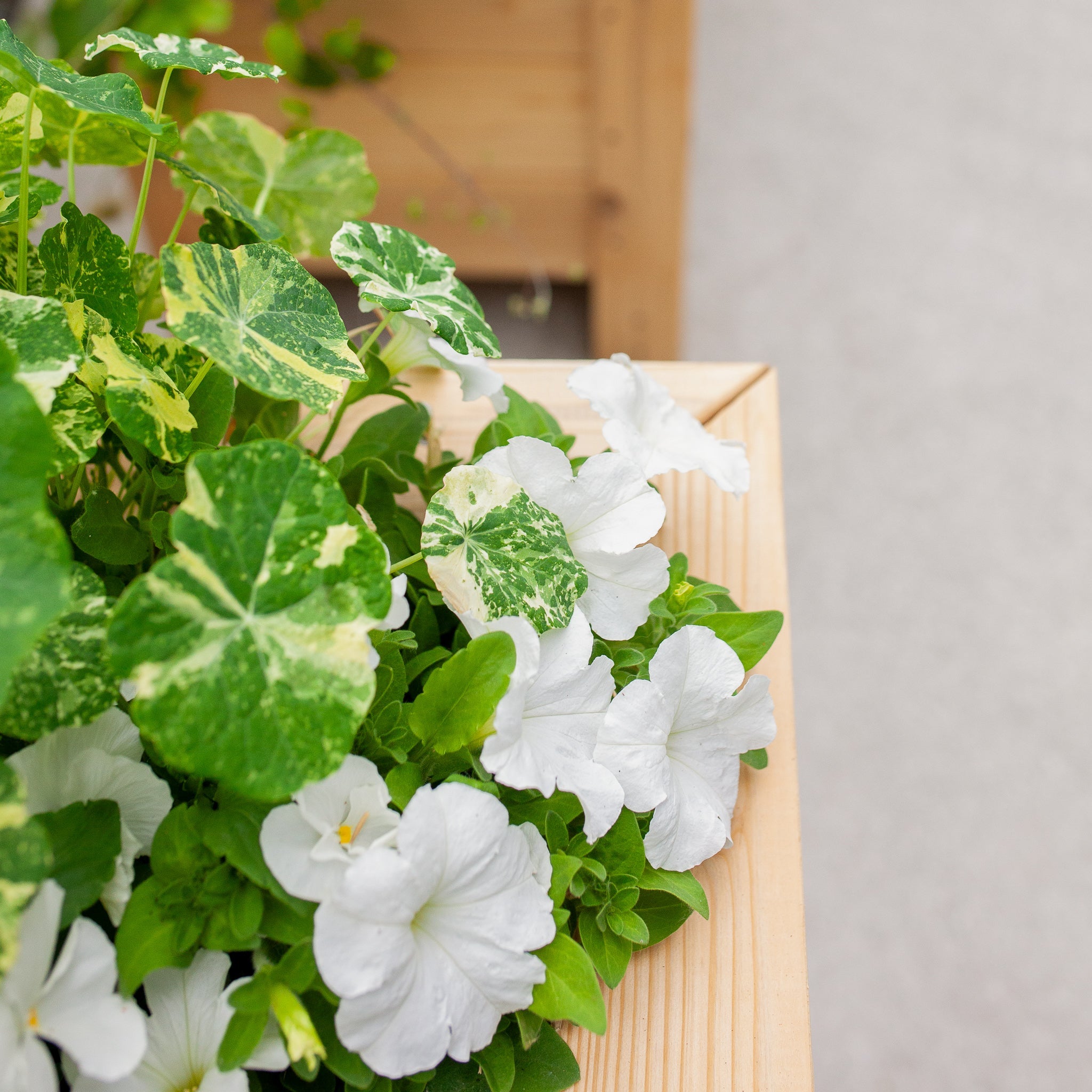 Natural Cedar Elevated Garden Planter 20" 20" option3