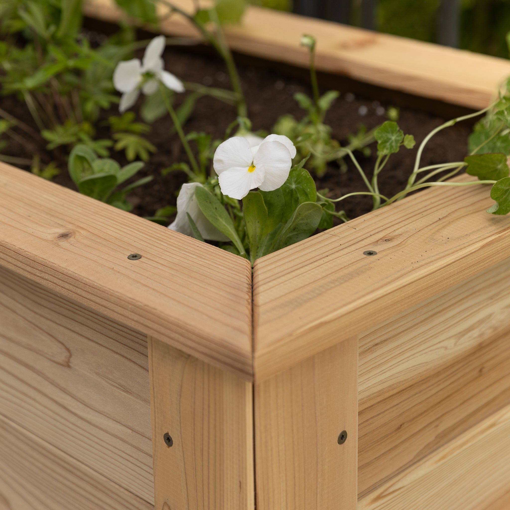 Natural Cedar Elevated Garden Planter 20" 20" option3