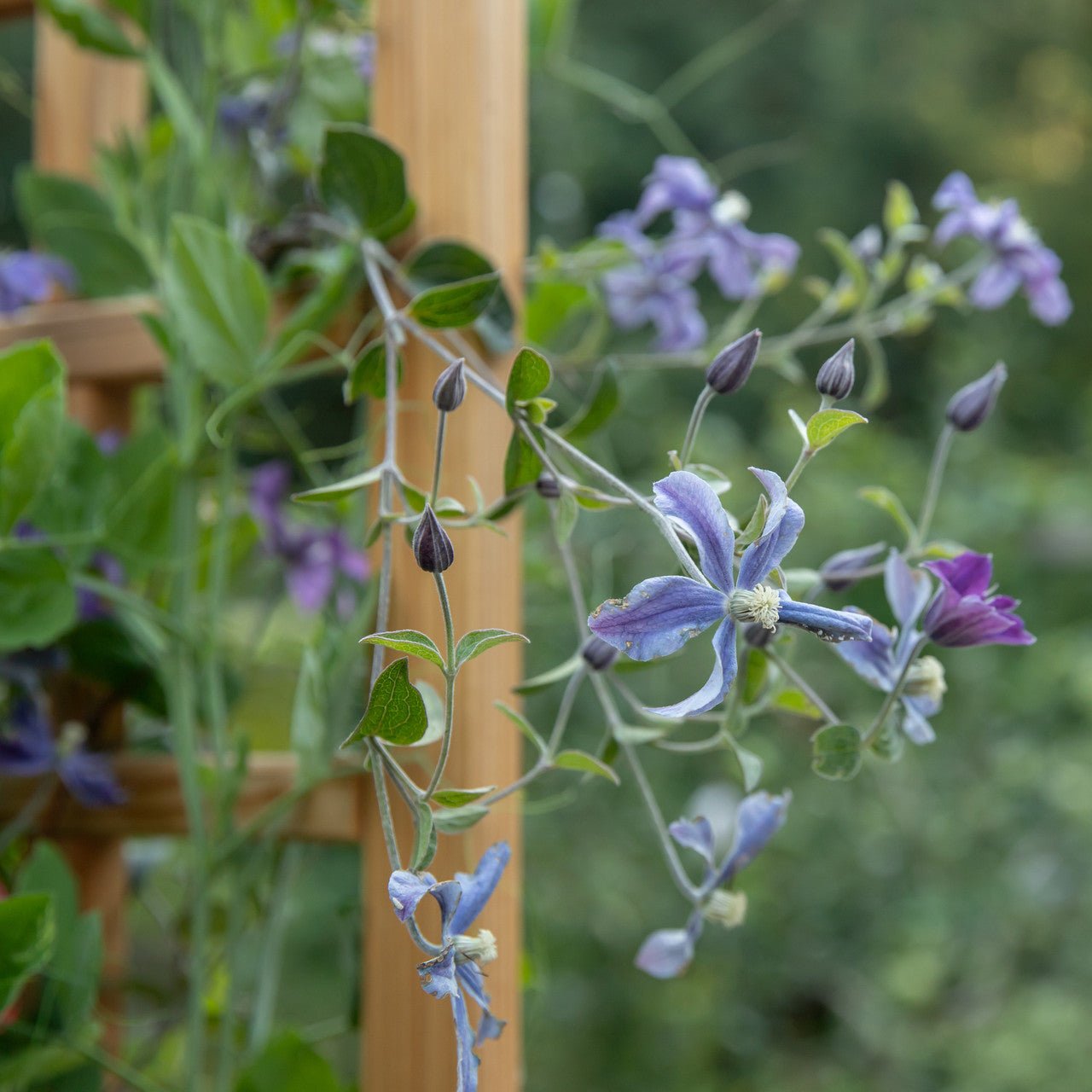 Natural Cedar Elevated Planter with Trellis 20" 20" 11"