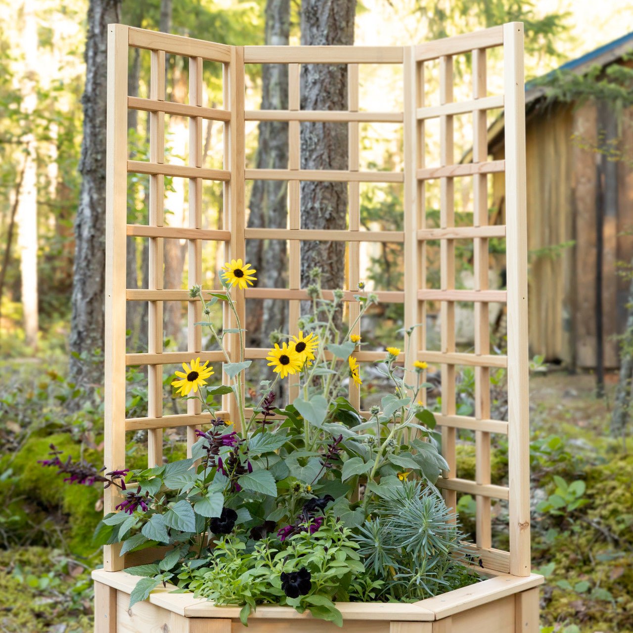Natural Cedar Hexagon Raised Beds with Trellis 3' 3' option3