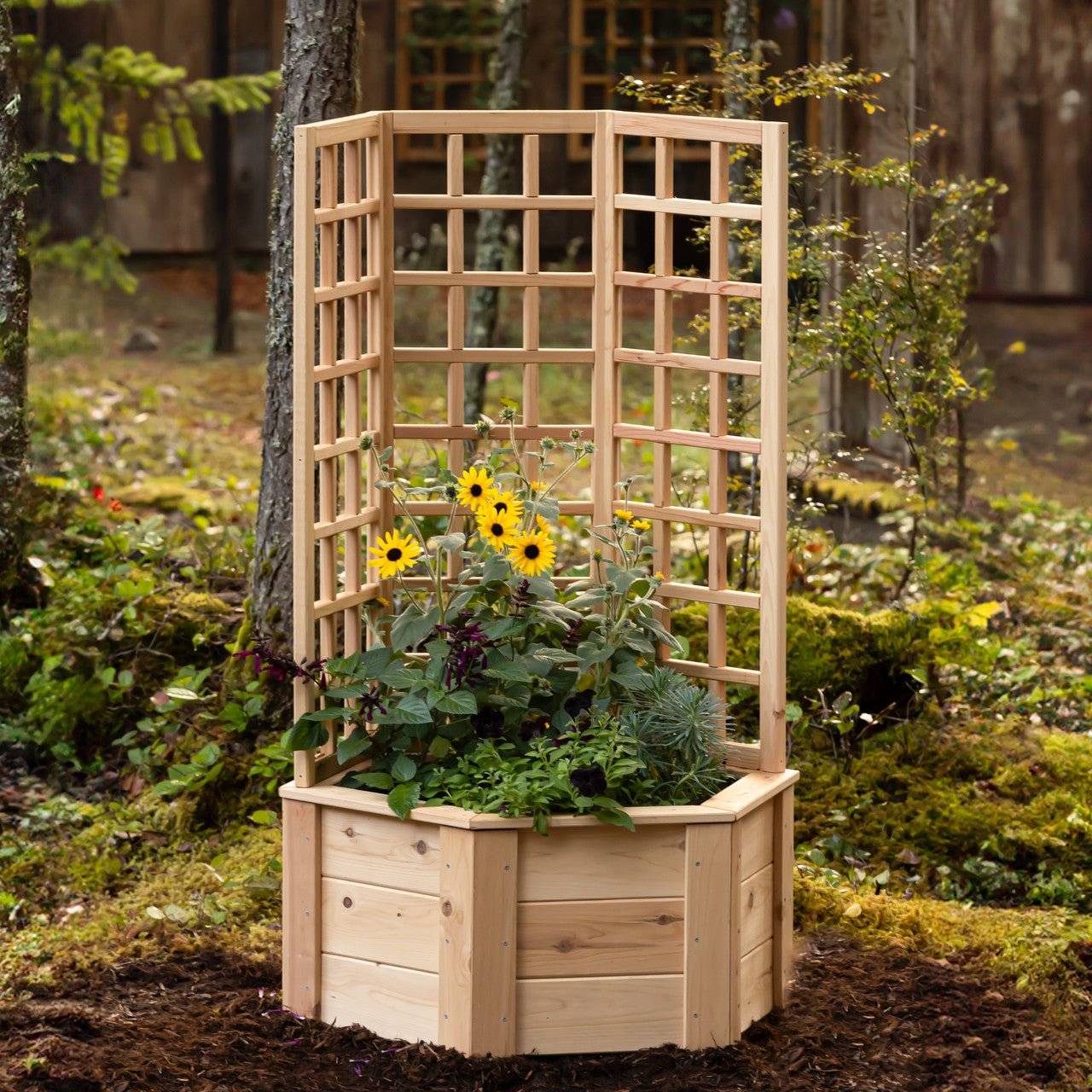 Natural Cedar Hexagon Raised Beds with Trellis 3' 3' option3