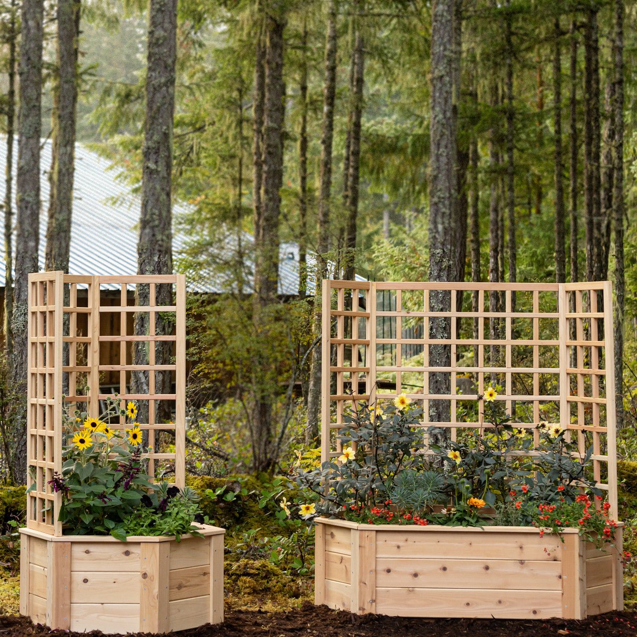 Natural Cedar Hexagon Raised Beds with Trellis 3' 3' option3
