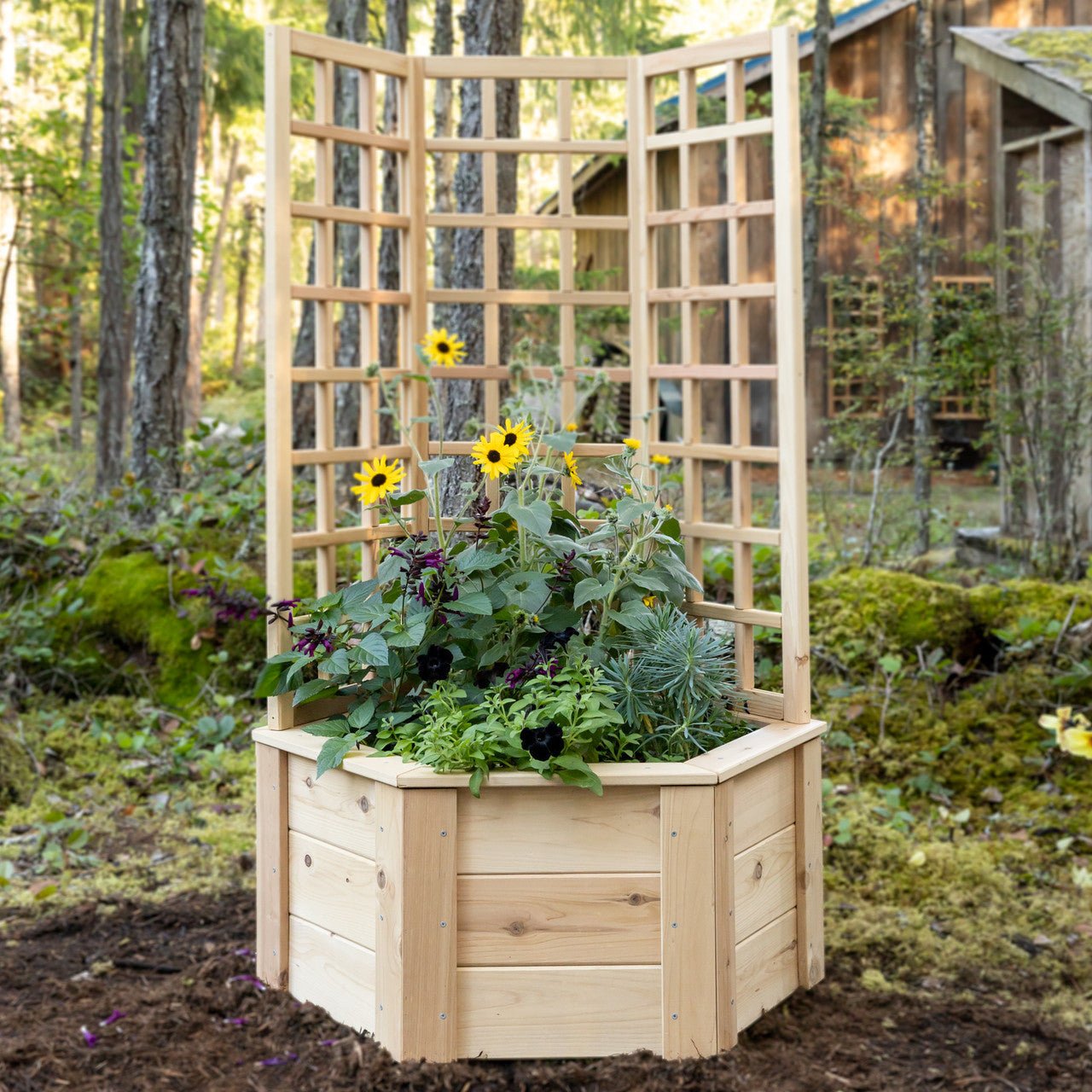 Natural Cedar Hexagon Raised Beds with Trellis 3' 3' option3