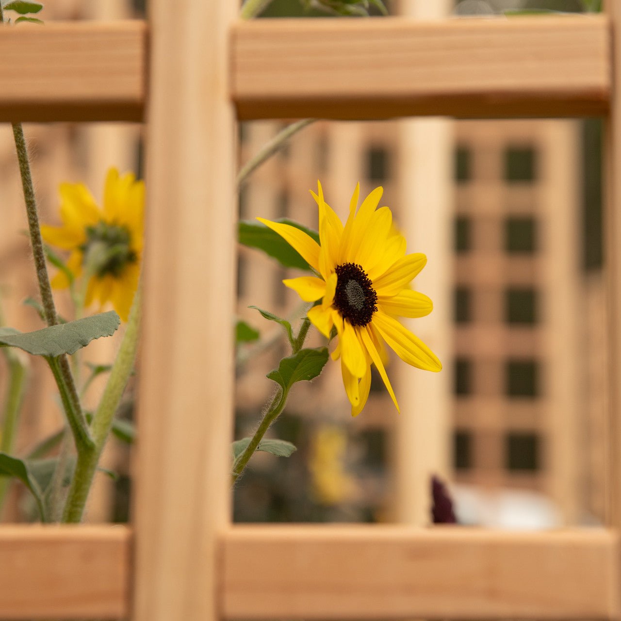 Natural Cedar Hexagon Raised Beds with Trellis 3' 3' option3