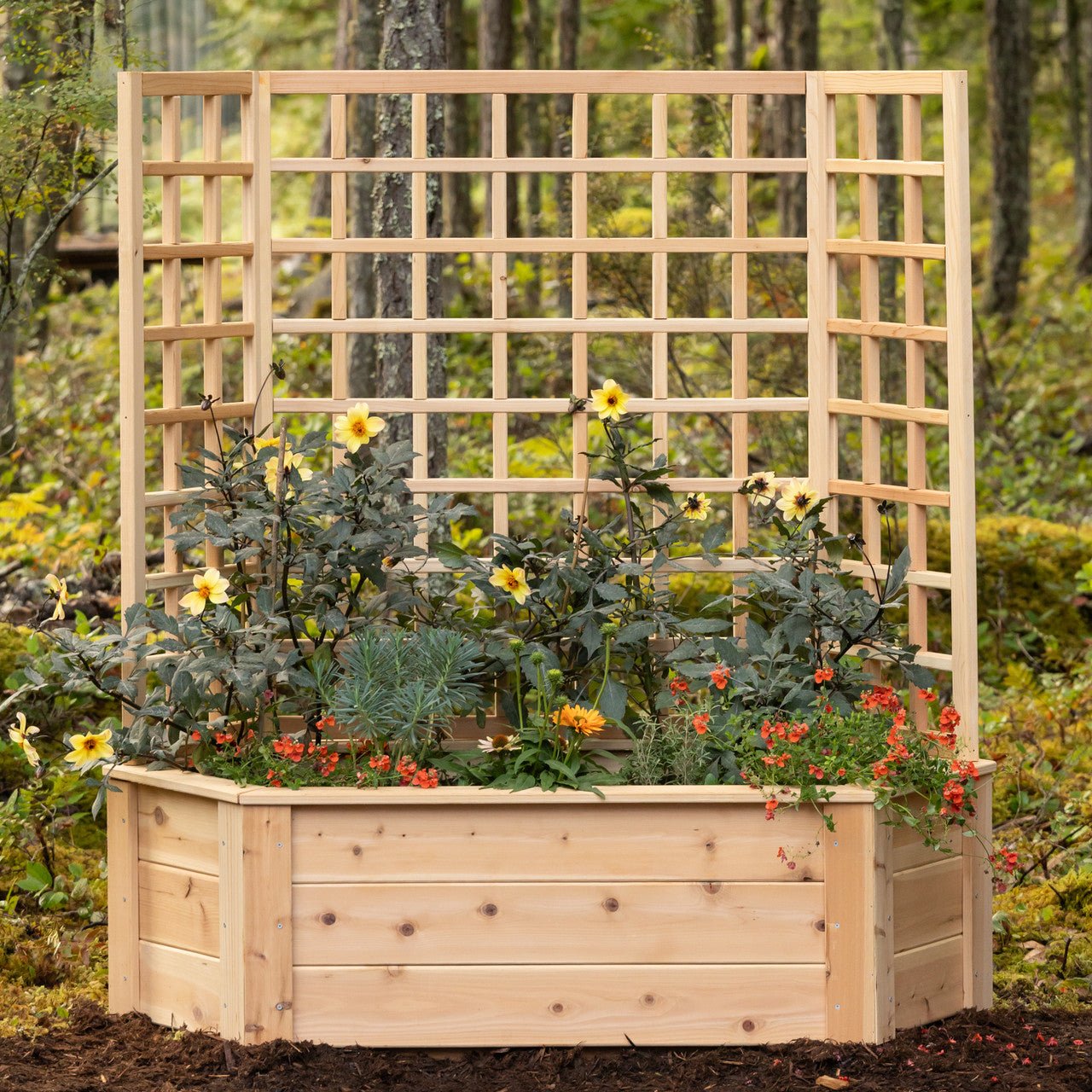 Natural Cedar Hexagon Raised Beds with Trellis 3' 3' option3
