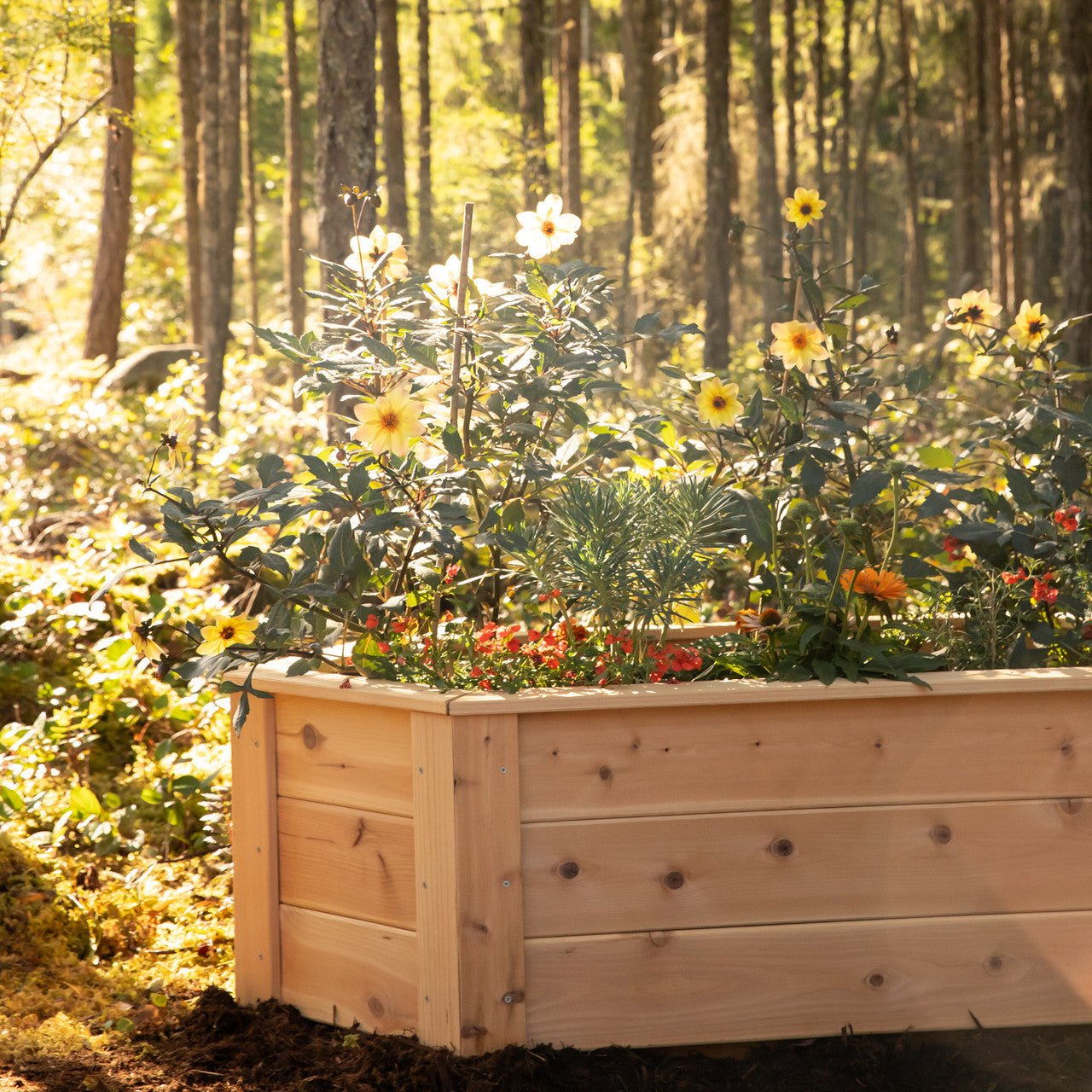 Natural Cedar Hexagon Raised Beds 2' 2' 5.5"