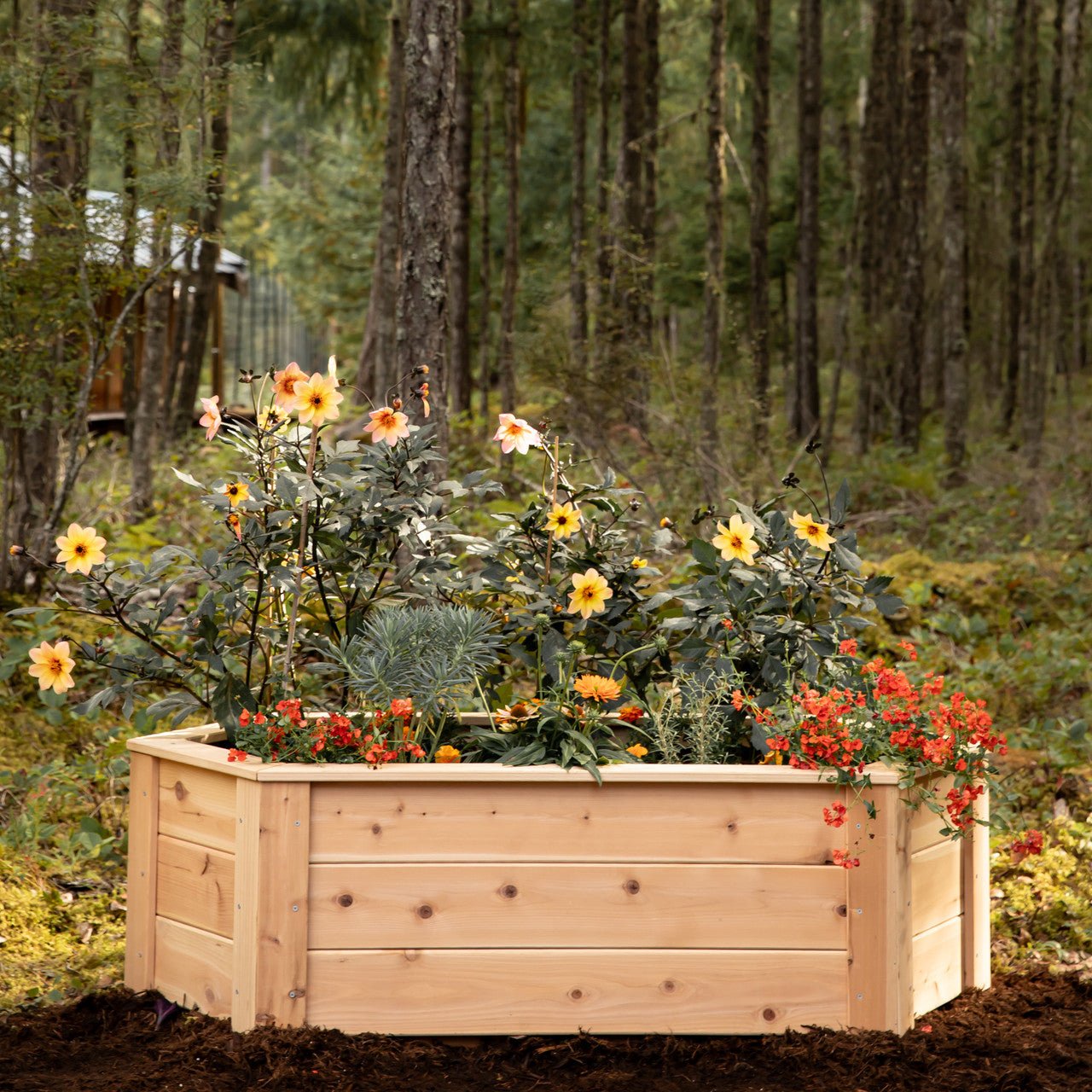 Natural Cedar Hexagon Raised Beds 2' 2' 5.5"