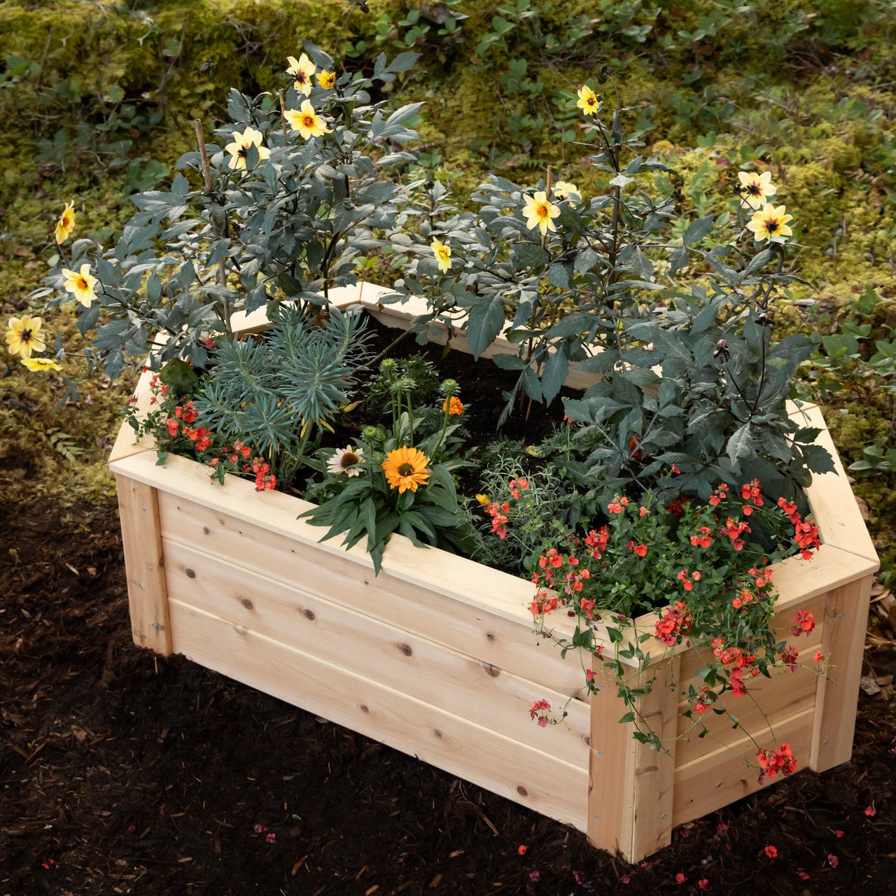 Natural Cedar Hexagon Raised Beds 2' 2' 5.5"
