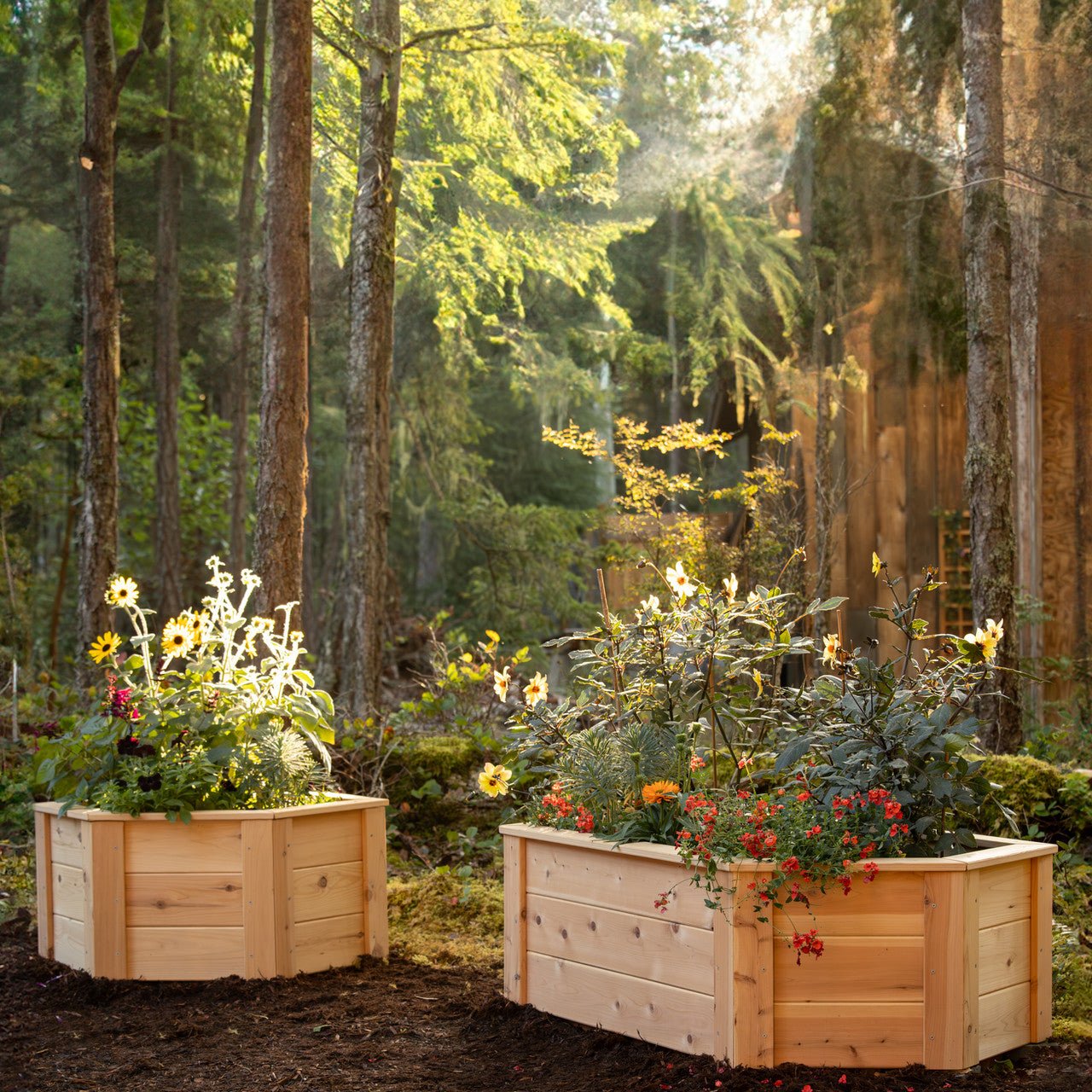 Natural Cedar Hexagon Raised Beds 2' 2' 5.5"