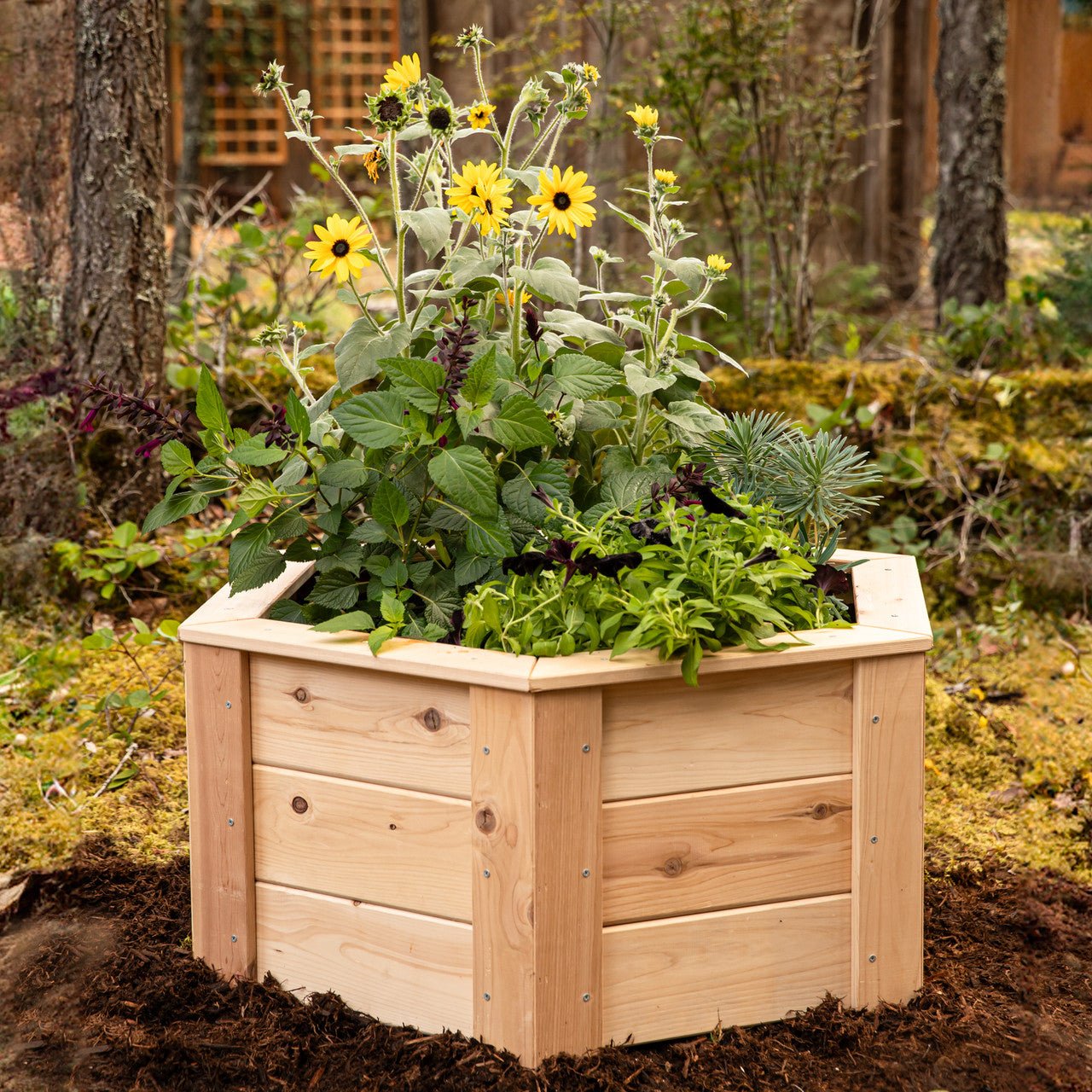 Natural Cedar Hexagon Raised Beds 2' 2' 5.5"