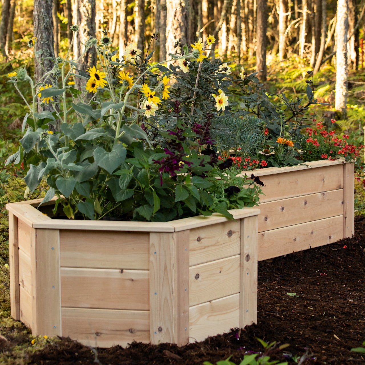 Natural Cedar Hexagon Raised Beds 2' 2' 5.5"