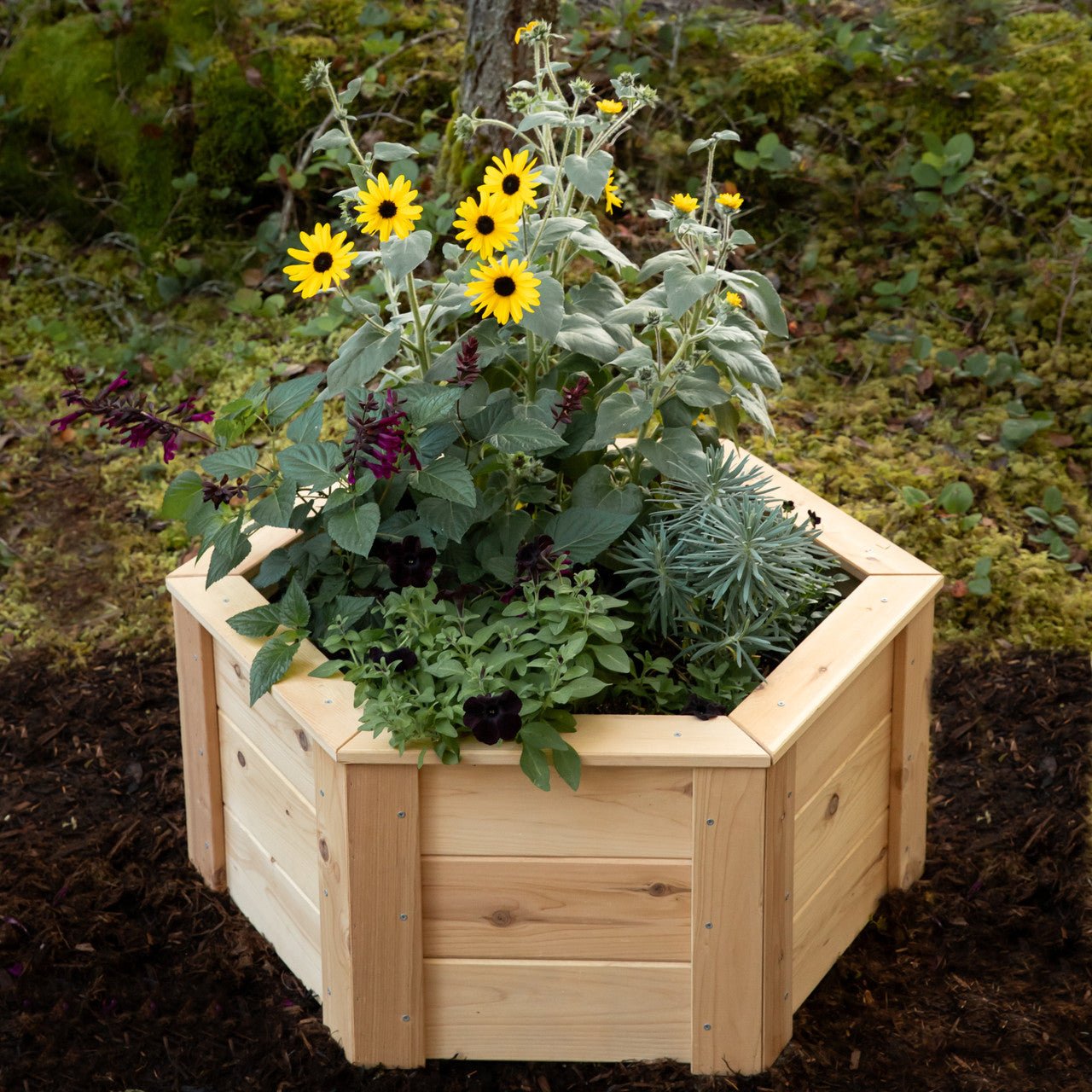 Natural Cedar Hexagon Raised Beds 2' 2' 5.5"
