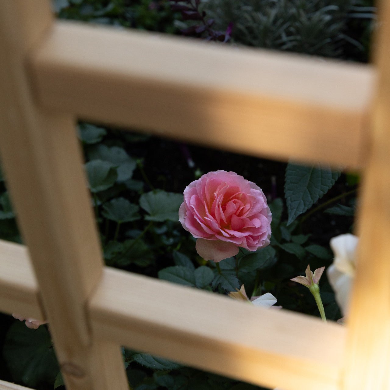 Natural Cedar Octagon Raised Beds with Trellis 4' 4' 11"