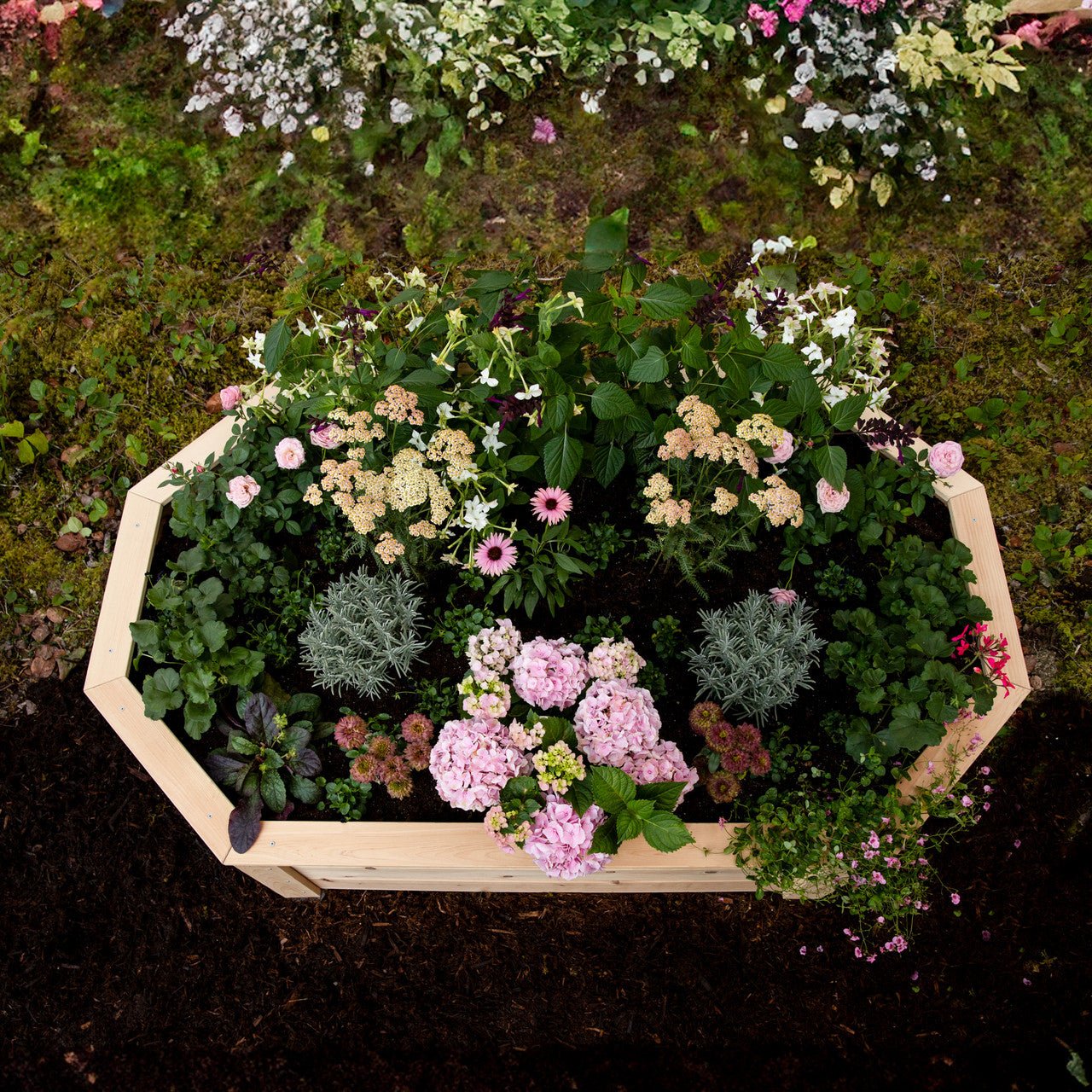 Natural Cedar Octagon Raised Beds 2.5' 2.5' 5.5"