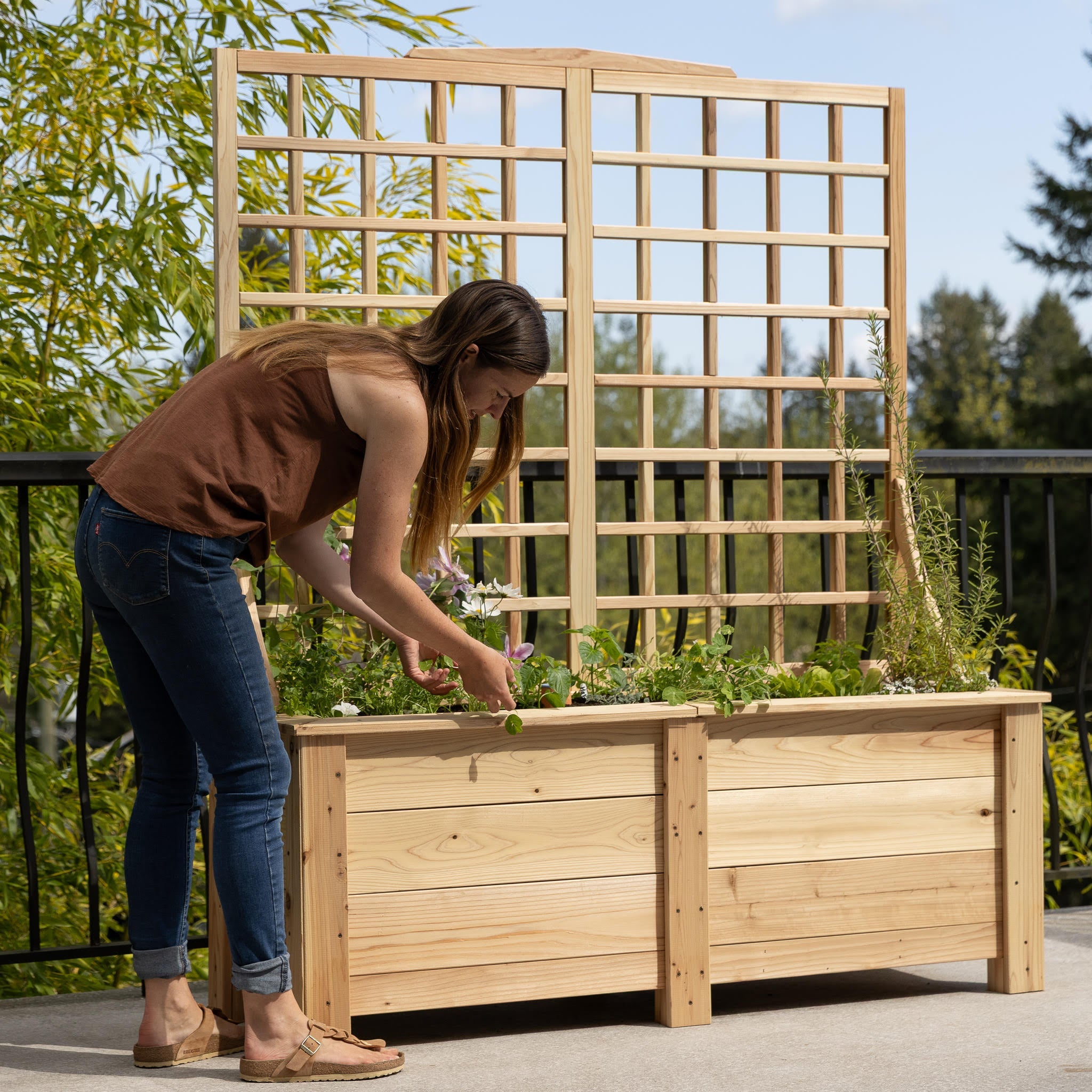 Natural Cedar Planter Box with Trellis 20" 20" option3