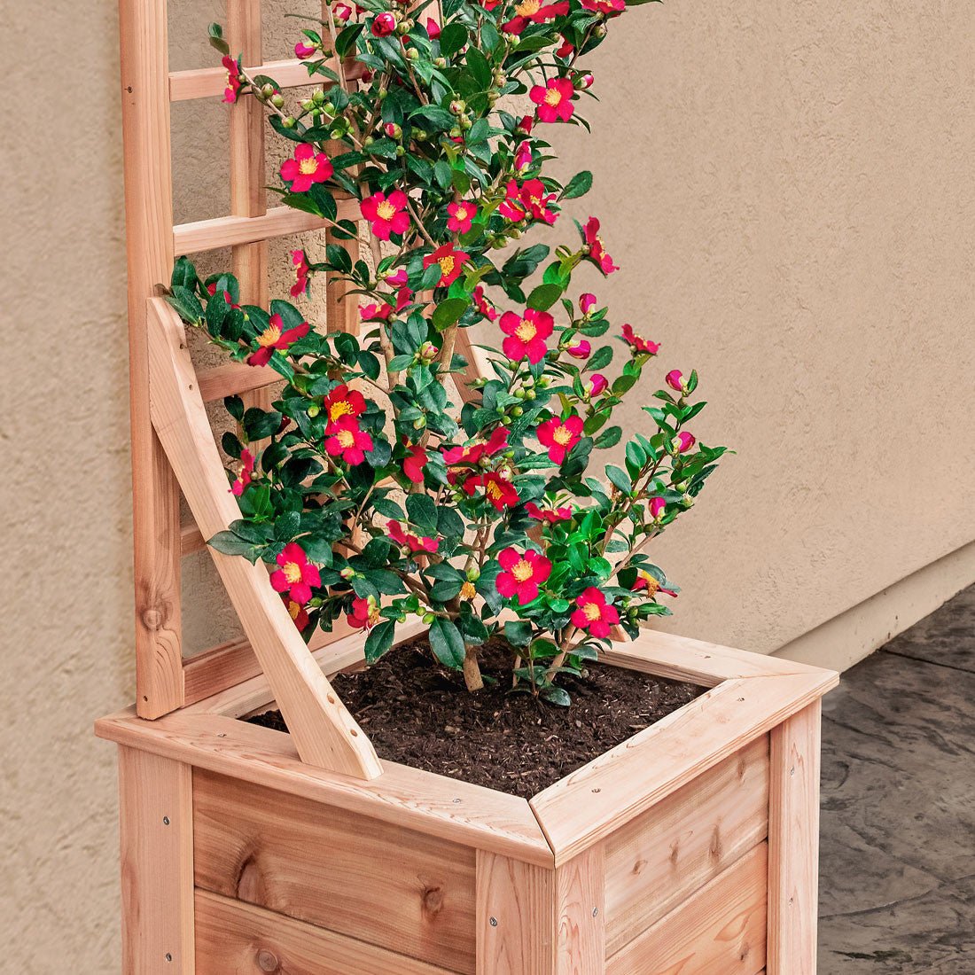 Natural Cedar Planter Box with Trellis 20" 20" 22"