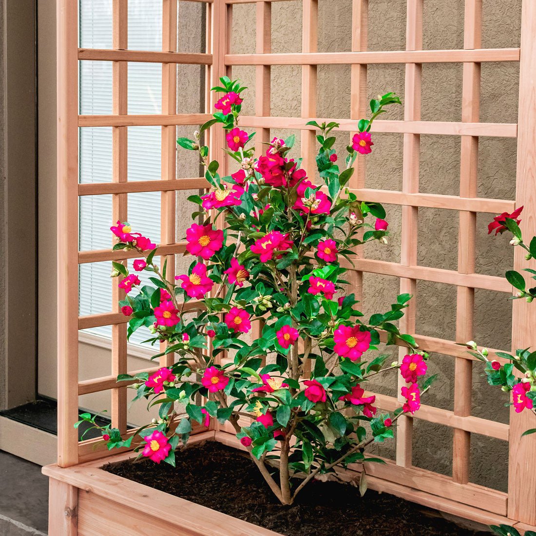 Natural Cedar Planter Box with U-Trellis 20" 44" 22"