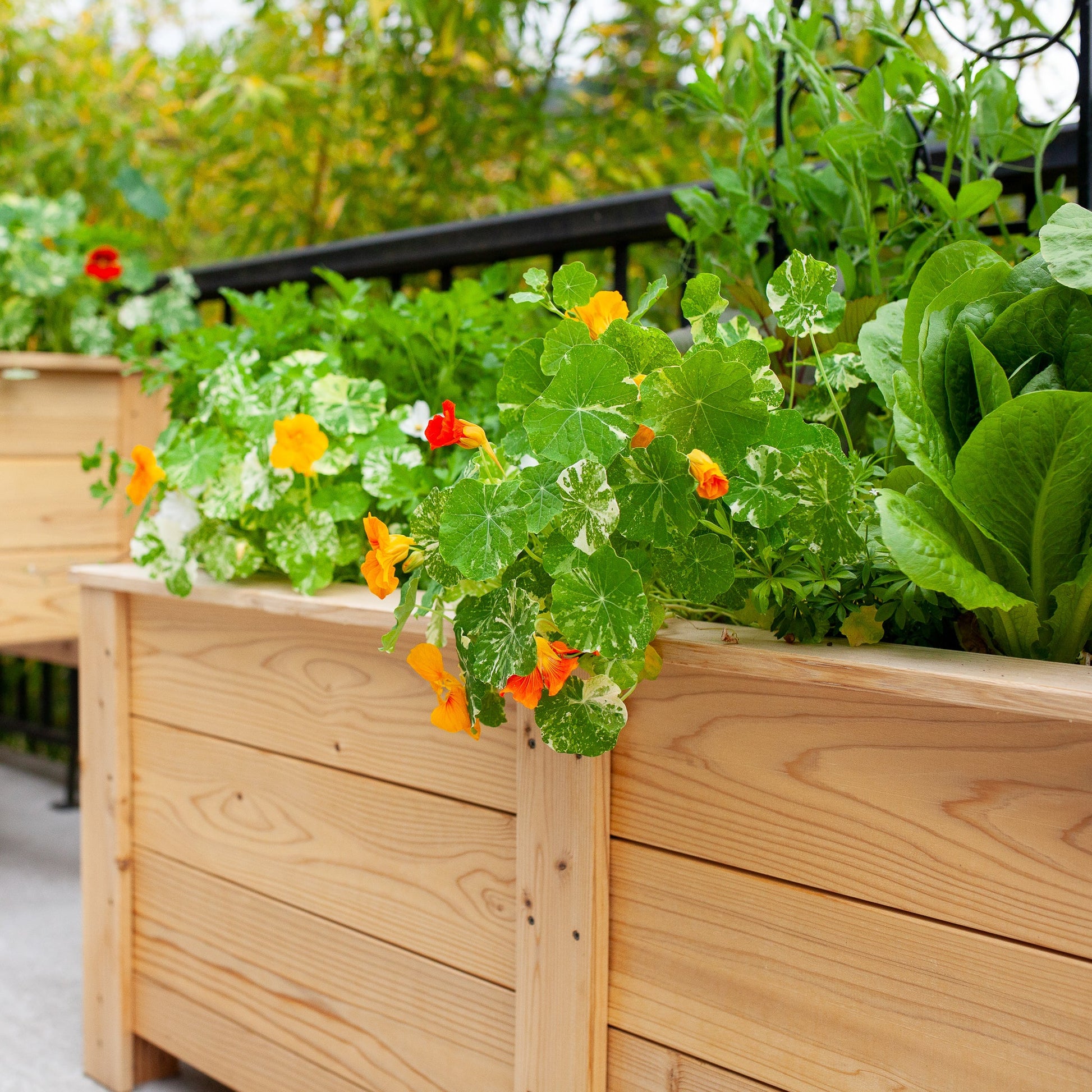 Natural Cedar Planter Boxes 14" 14" option3